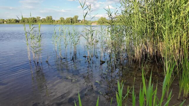 Sc&iacute;rpus. green reeds on the river bank. sand and reeds. Idyllic scene with reeds at the lake in a public park. Actinoscirpus grossus (also called Mensiang, Greater club-rush, Giant bulrush).