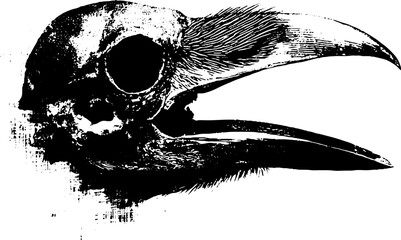 Grunge black and white crow skull art for tattoos and prints