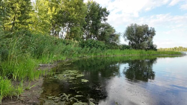 Sc&iacute;rpus. green reeds on the river bank. sand and reeds. Idyllic scene with reeds at the lake in a public park. Actinoscirpus grossus (also called Mensiang, Greater club-rush, Giant bulrush).