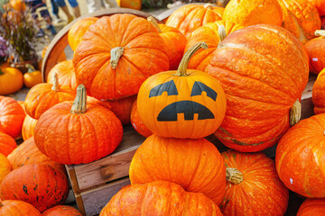 a lot of halloween pumpkin on the farm in autumn