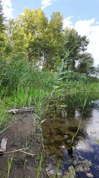 Sc&iacute;rpus. green reeds on the river bank. sand and reeds. Idyllic scene with reeds at the lake in a public park. Actinoscirpus grossus (also called Mensiang, Greater club-rush, Giant bulrush).