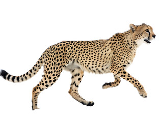 Fototapeta premium Powerful Cheetah in Motion Elegant Feline Isolated on Black Background Displaying its Graceful Movement and Characteristic Spotted Coat Captivating Image of the Wild Cat