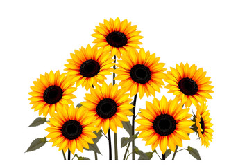 Brighten Your Projects with this New Vector Design of a Beautiful Sunflower Cluster, Ideal for Summer-themed Invitations and Graphics.