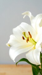 Obraz premium Close-up of a white lily (2)