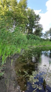 Sc&iacute;rpus. green reeds on the river bank. sand and reeds. Idyllic scene with reeds at the lake in a public park. Actinoscirpus grossus (also called Mensiang, Greater club-rush, Giant bulrush).