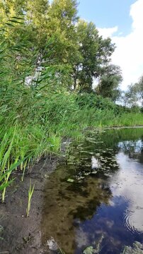 Sc&iacute;rpus. green reeds on the river bank. sand and reeds. Idyllic scene with reeds at the lake in a public park. Actinoscirpus grossus (also called Mensiang, Greater club-rush, Giant bulrush).