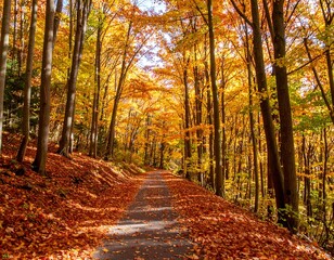 Obraz premium A sun-drenched forest path winds through a vibrant autumn landscape, displaying a carpet of fallen leaves in warm hues of orange and red.