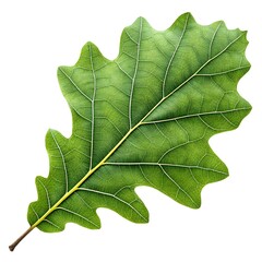 Blackjack Oak Leaf Strong and Distinctive with Broad Lobes and Rustic Character Showcasing Tough Woodland Spirit Gracefully Isolated on Clean White Solid Background for Botanical Art