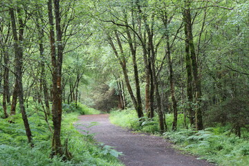 Fototapeta premium Path through a woodland in summer