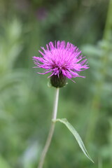 Close up of a melancholy thistle or Cirsium helenioides