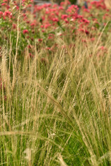 Golden ornamental grasses in sharp focus in the foreground with red Centranthus ruber (valerian) softly blurred in the background, highlighting contrast, texture, and natural depth.