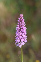 Single pink common spotted orchid in a meadow