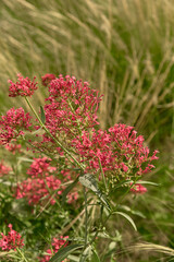 Close-up of vibrant red Centranthus ruber (valerian) flowers with blurred yellow ornamental grasses in the background, highlighting textures, color contrast, and natural depth.