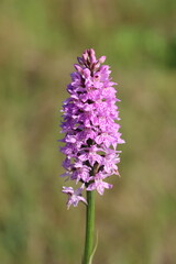 Single pink common spotted orchid in a meadow