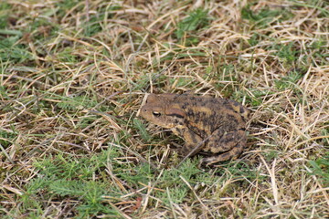 Toad