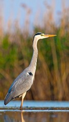 Fototapeta premium A grey heron stands elegantly by a tranquil water body, its striking plumage and posture emphasized by a blurred background of reeds.