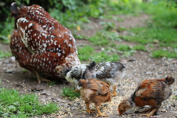 Hen and chicks pecking at seed