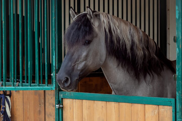 Portrait of a horse of Vyatka breed  standing in a stall in the stable