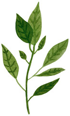 Green Watercolor Plant Branch Leaves