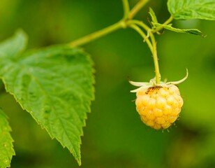 Close-up of a yellow raspberry (1)