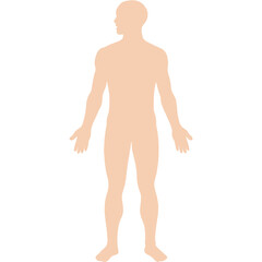 Naklejka premium human body silhouette anatomy diagram