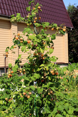 Yellow raspberry bush with berries on the bush against the background of a house on a sunny summer day - vertical color photo