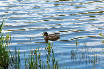 duck in the lake