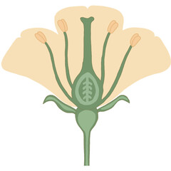 flower anatomy cross section diagram illustration