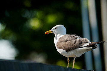 A gull monitoring its surroundings