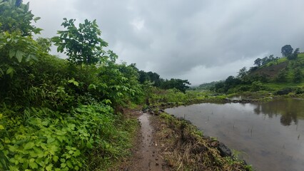 Countryside Farming Scene with Waterlogged Paddy Fields and Lush Green Hills