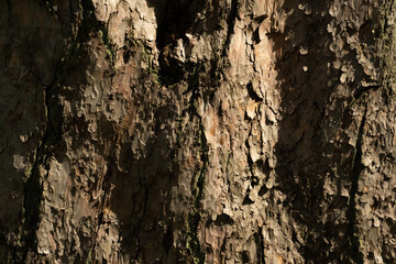 tree bark texture