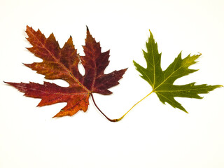 Green and dark red dry autumn leaves of a maple on a white background