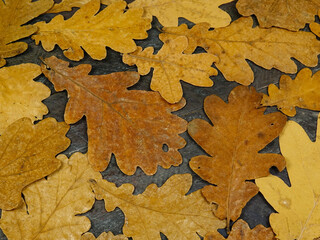 Yellow and brown autumn leaves of an oak are on a black wooden board, top view. To fall color palette, background