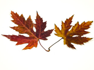 Brown and dark red dry autumn leaves of a maple on a white background