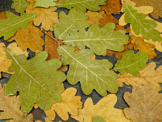 Yellow, green and brown autumn leaves of an oak are on a black wooden board, top view. To fall color palette, background
