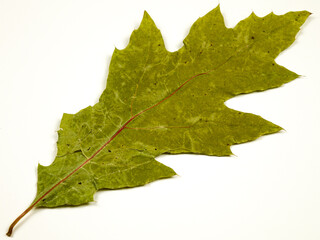 Green dry autumn leaf of a Canadian oak on a white background