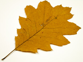 Fototapeta premium Yellow dry autumn leaves of a red oak on a white background