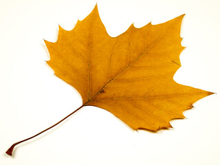 Yellow autumnal dried pressed leaf of sycamore on a white  background
