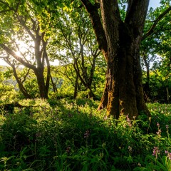 Fototapeta premium Lush woodland scene bathed in sunlight, showcasing a dense forest canopy with vibrant green foliage and the dappled light filtering through the trees.