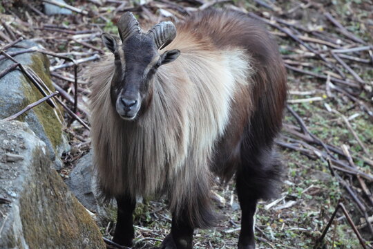 Himalayan tahr (Hemitragus jemlahicus) is a large even-toed ungulate native to the Himalayas in southern Tibet, northern India, western Bhutan and Nepal. This photo was taken in Northwest India.