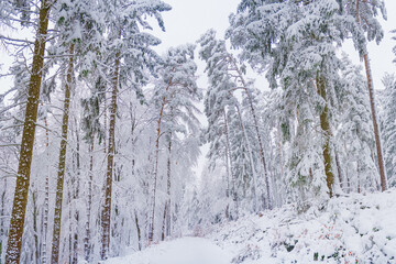 A beautiful winter forest when it is snowing. Looks from below to the sky.