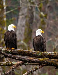 Obraz premium Two majestic bald eagles perched side-by-side on weathered branches, showcasing their striking white and brown plumage against a soft, out-of-focus forest backdrop.