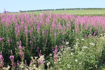 Masses of rosebay willowherb or chamerion angustifolium flowers in a roadside verge