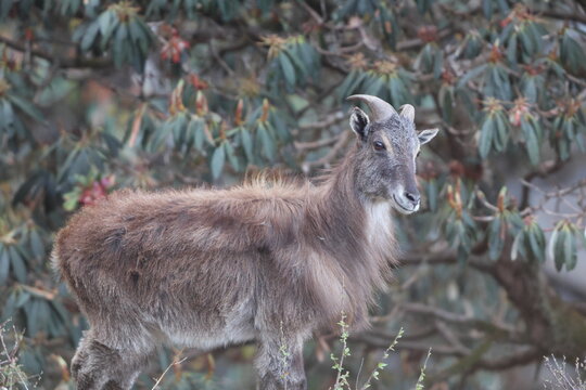 Himalayan tahr (Hemitragus jemlahicus) is a large even-toed ungulate native to the Himalayas in southern Tibet, northern India, western Bhutan and Nepal. This photo was taken in Northwest India.