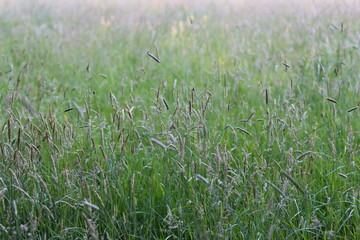 Obraz premium Long grasses in a meadow in summer