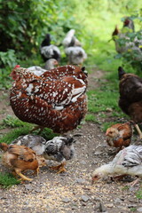 Obraz premium Hen and chicks pecking at seed