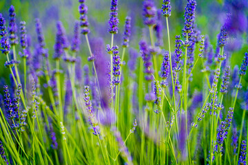 lavender field fills the entire frame, beautiful purple lavender plant with green leaves blooms and smells fragrant