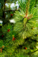 spruce branch green with soft thorns needles and green cones new year picture