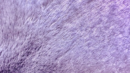 soft lavender fur texture with fine hair detail for dreamy background or luxury fabric design element