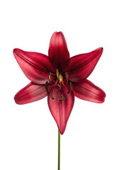 Naklejka premium A singular, robust, deep crimson lily with velvety petals and a dark pistil, in a macro studio shot on a transparent background with copy space. Concept of intense natural beauty